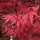 Japán juhar - Acer palmatum "Redwine" P19