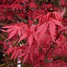 Japán juhar - Acer palmatum "Redwine" P19