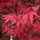 Japán juhar - Acer palmatum "Redwine" P19