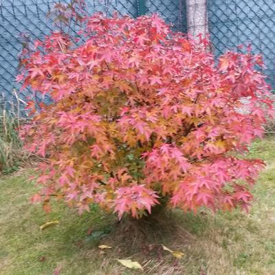 Japán juhar - Acer palmatum "Redwine" P19