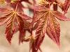 Japán juhar - Acer palmatum "Redwine" P19