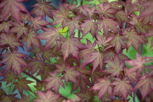 Japán juhar - Acer palmatum "Redwine" P19