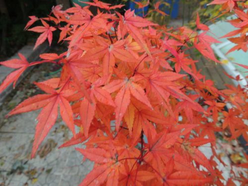 Japán juhar - Acer palmatum "Redwine" P19
