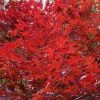 Japán juhar - Acer palmatum "Redwine" P19