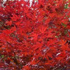 Japán juhar - Acer palmatum "Redwine" P19