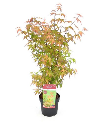 Japán juhar - Acer palmatum "Redwine" P19