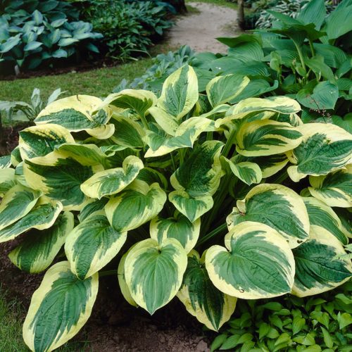 Árnyékliliom - Hosta 'Twilight'