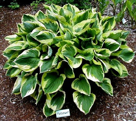 Árnyékliliom - Hosta 'Twilight'