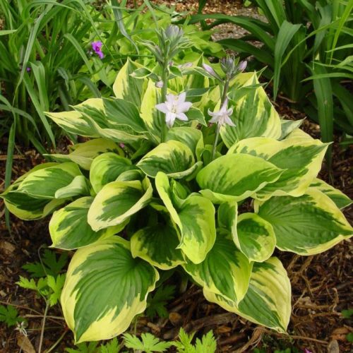 Árnyékliliom - Hosta 'Twilight'
