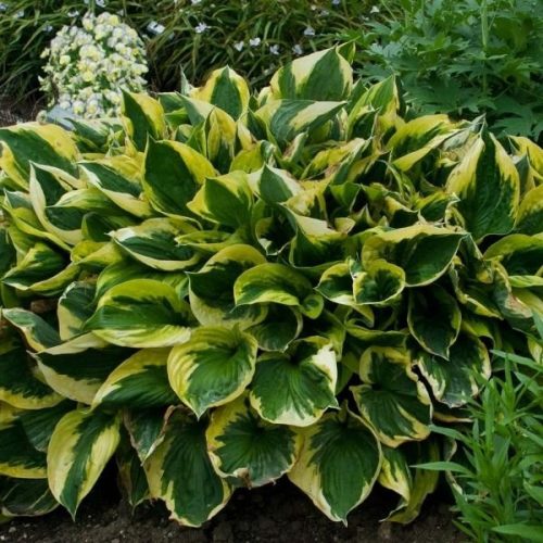 Árnyékliliom - Hosta 'Twilight'