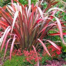 Phormium - Evening Glow- Tengerparti vászonfű