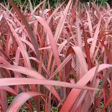 Phormium - Evening Glow- Tengerparti vászonfű
