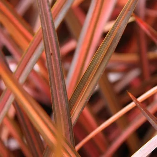 Phormium - Evening Glow- Tengerparti vászonfű