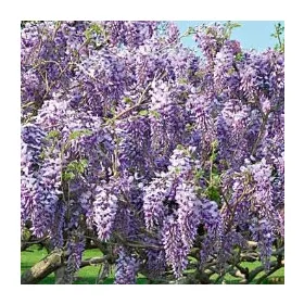Lilaakác - Wisteria Caroline