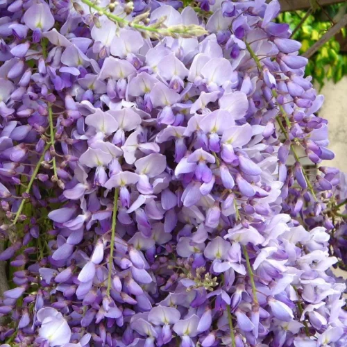 Lilaakác - Wisteria Caroline