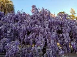 Lilaakác - Wisteria Caroline