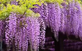 Lilaakác - Wisteria Caroline