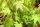 Japán juhar - Acer palmatum "Going Green" - Cs15