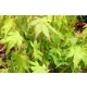 Japán juhar - Acer palmatum "Going Green" - Cs15
