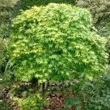 Japán juhar - Acer palmatum "Going Green" - Cs15