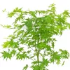 Japán juhar - Acer palmatum "Going Green" - Cs15