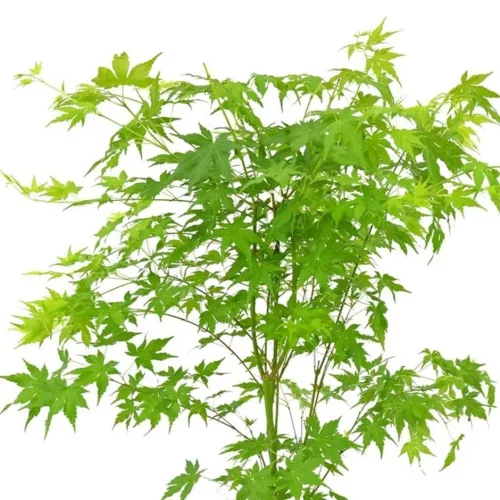 Japán juhar - Acer palmatum "Going Green" - Cs15