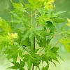 Japán juhar - Acer palmatum "Going Green" - Cs15