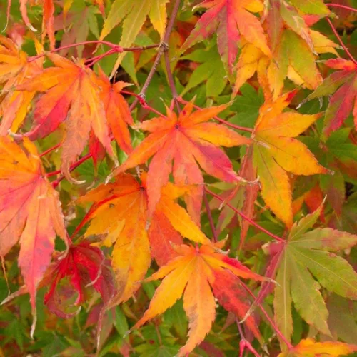 Japán juhar - Acer palmatum "Going Green" - Cs15
