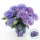 Kerti hortenzia - Hydrangea macrophylla 'Royalty Collection Amor'