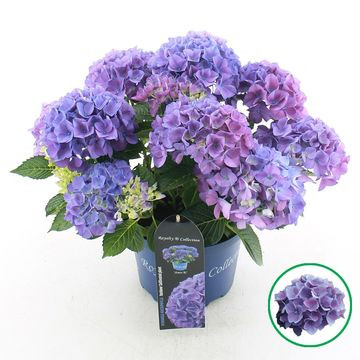 Kerti hortenzia - Hydrangea macrophylla 'Royalty Collection Amor'