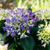 Kerti hortenzia - Hydrangea macrophylla 'Royalty Collection Amor'