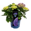 Kerti hortenzia - Hydrangea macrophylla 'Royalty Collection Amor'