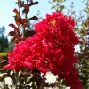 Kínai selyemmírtusz - Lagerstroemia "Red Rocket"