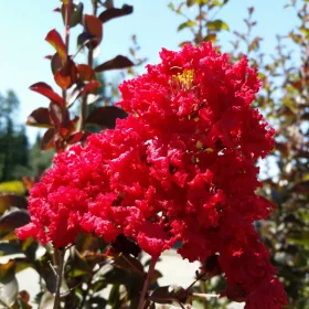 Kínai selyemmírtusz - Lagerstroemia "Red Rocket"