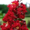 Kínai selyemmírtusz - Lagerstroemia "Red Rocket"