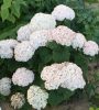 Cserjés hortenzia - Hydrangea Arborescens "Candibelle Minibell