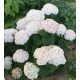 Cserjés hortenzia - Hydrangea Arborescens "Candibelle Minibell