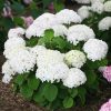 Cserjés hortenzia - Hydrangea Arborescens "Candibelle Minibell