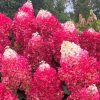 Bugás hortenzia - Hydrangea Paniculata "Living Red Velvet"