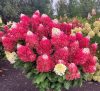 Bugás hortenzia - Hydrangea Paniculata "Living Red Velvet"