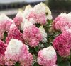 Bugás hortenzia - Hydrangea Paniculata "Living Red Velvet"