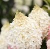 Bugás hortenzia - Hydrangea Paniculata "Living Red Velvet"