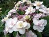 Hydrangea Involucrata "Tokado-Yama"