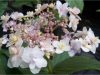 Hydrangea Involucrata "Tokado-Yama"