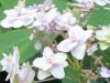 Hydrangea Involucrata "Tokado-Yama"