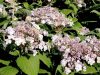 Hydrangea Involucrata "Tokado-Yama"