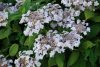 Hydrangea Involucrata "Tokado-Yama"