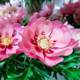 Paeonia Itoh "Old Rose Dandy" - Hibrid bazsarózsa