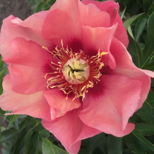 Paeonia Itoh "Old Rose Dandy" - Hibrid bazsarózsa