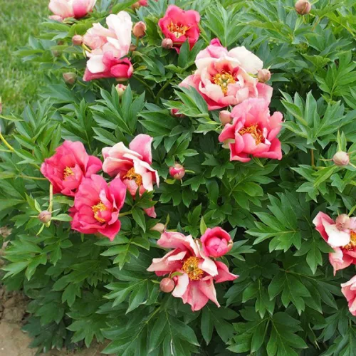 Paeonia Itoh "Old Rose Dandy" - Hibrid bazsarózsa
